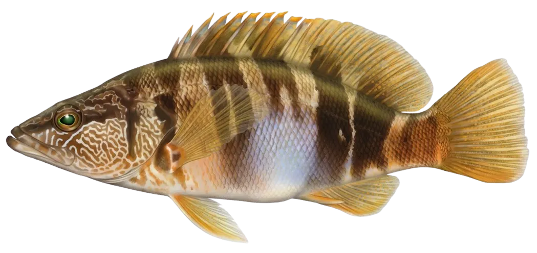 Painted comber