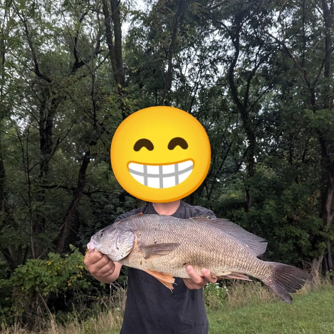 Freshwater drum caught on Fishbrain