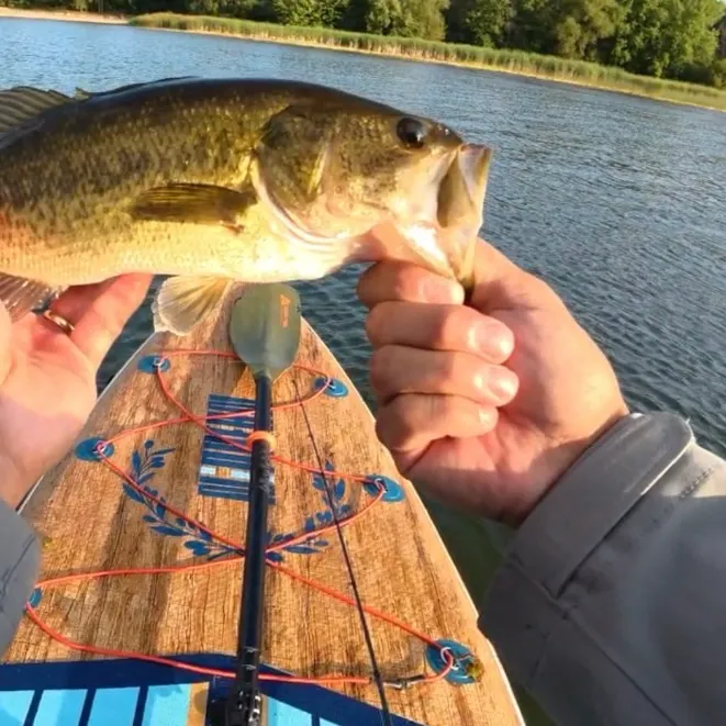 Largemouth bass caught on Fishbrain