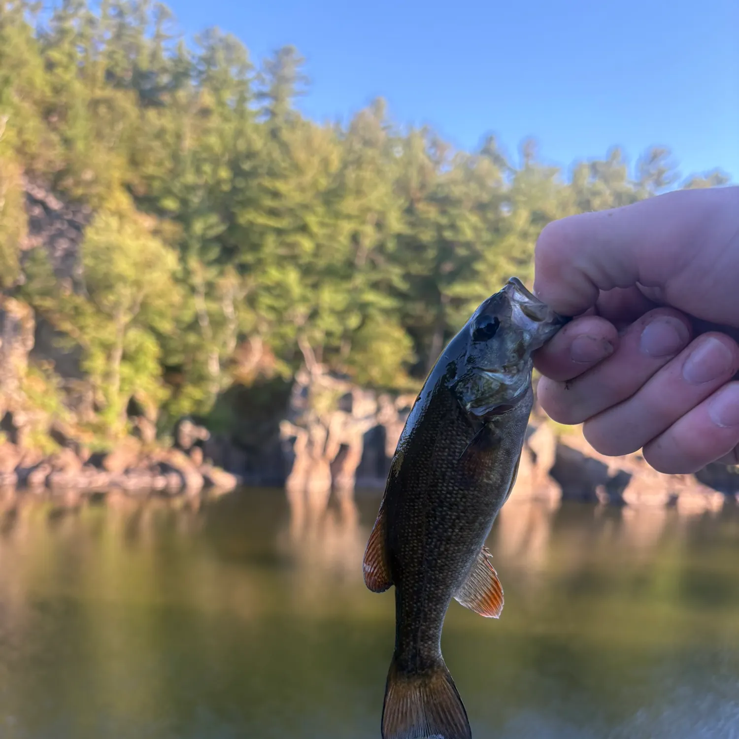 Smallmouth bass caught on Fishbrain