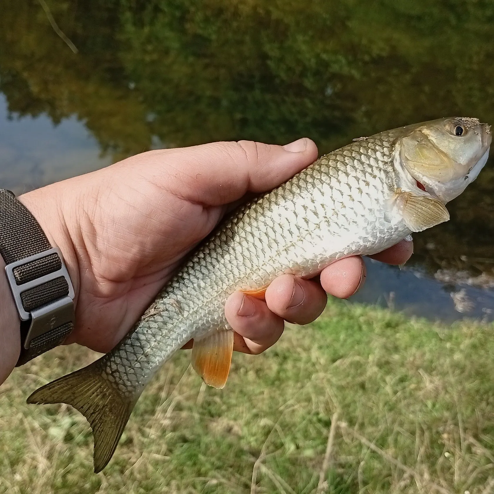 European chub caught on Fishbrain