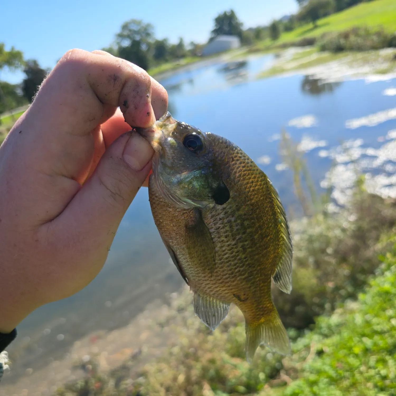 Bluegill caught on Fishbrain
