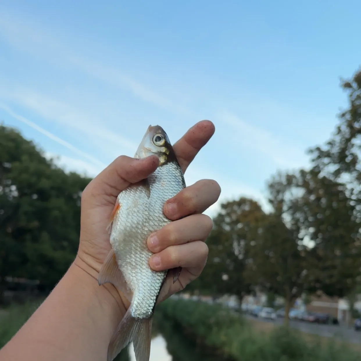 The most recent White bream catches on Fishbrain