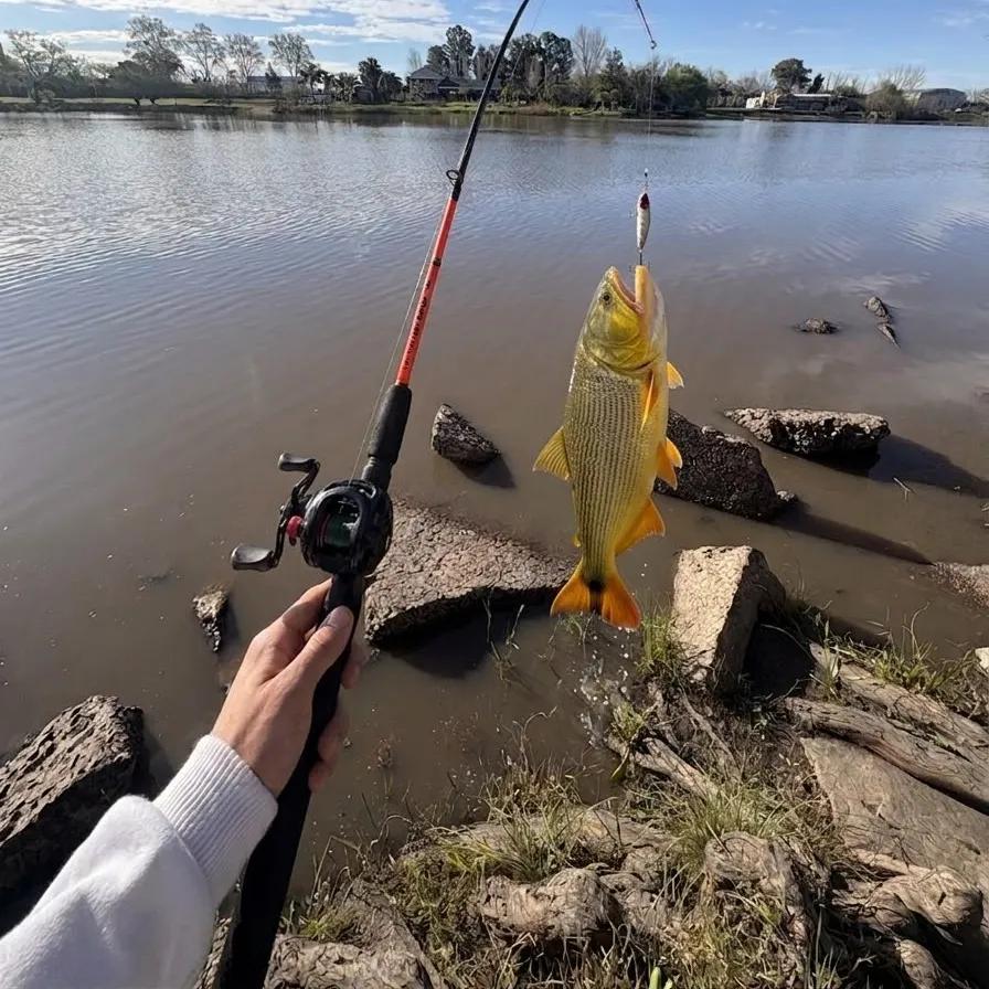 Golden dorado caught on Fishbrain