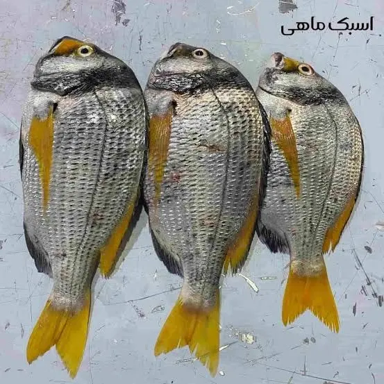 The most recent Spangled emperor catches on Fishbrain