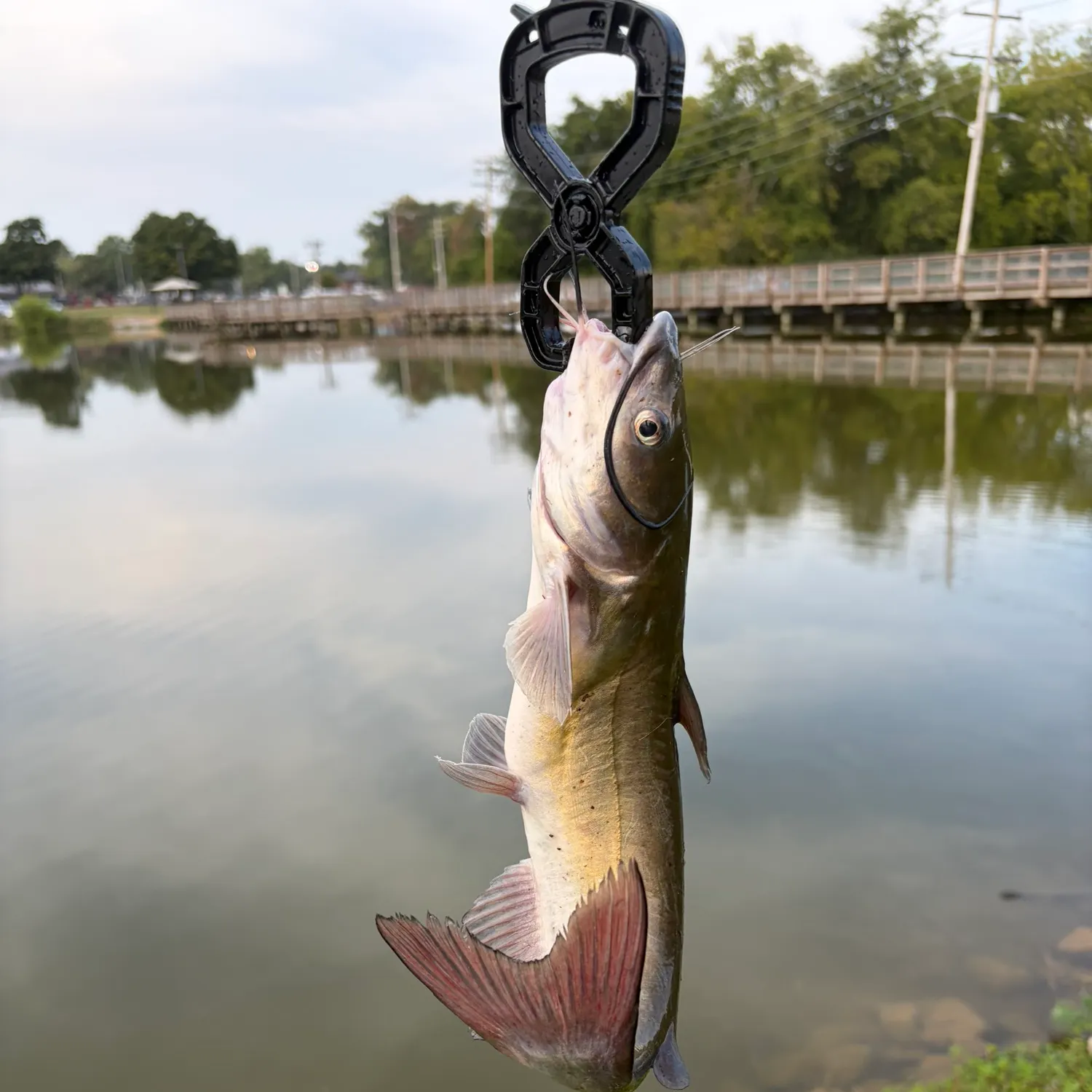 Channel catfish caught on Fishbrain