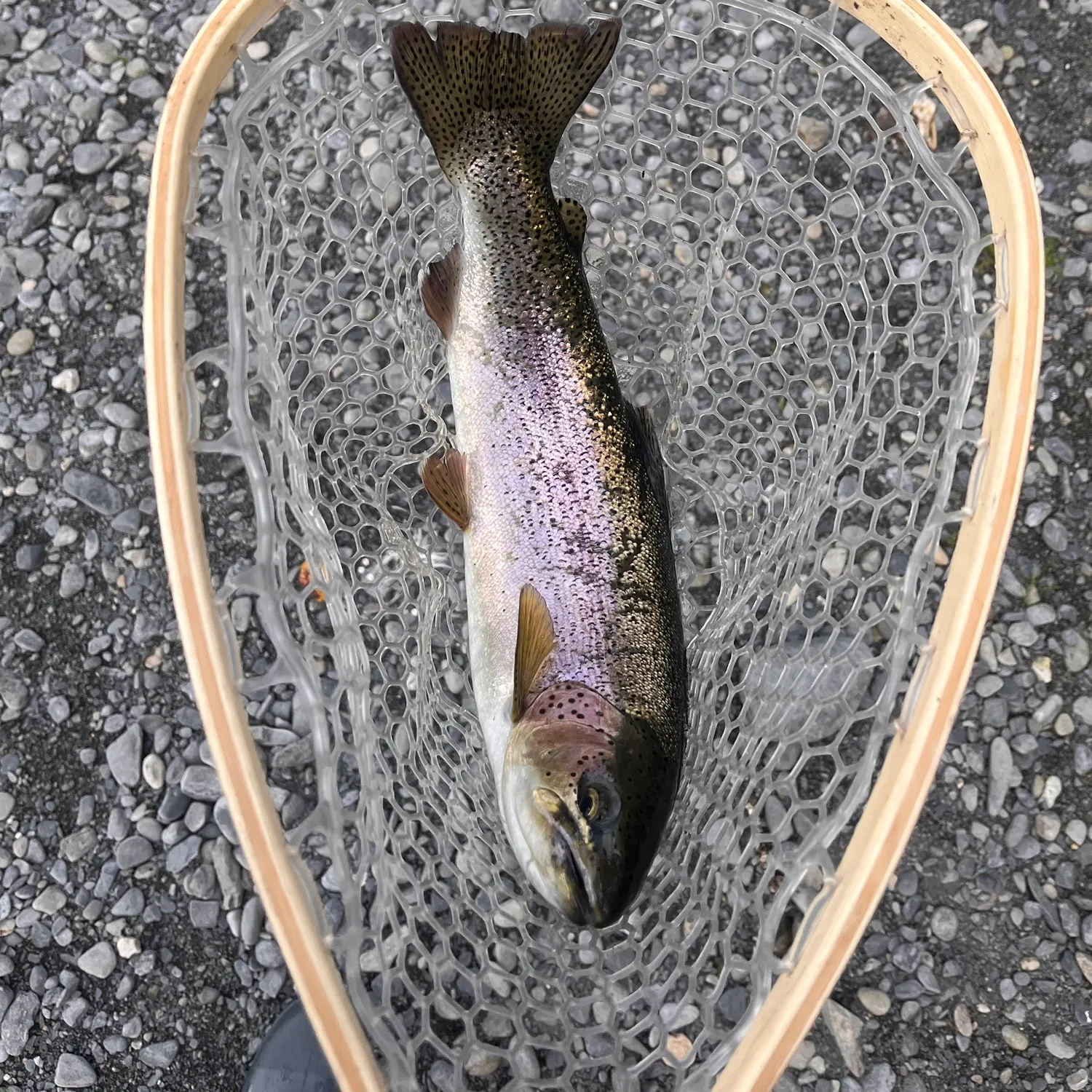 Rainbow trout caught on Fishbrain