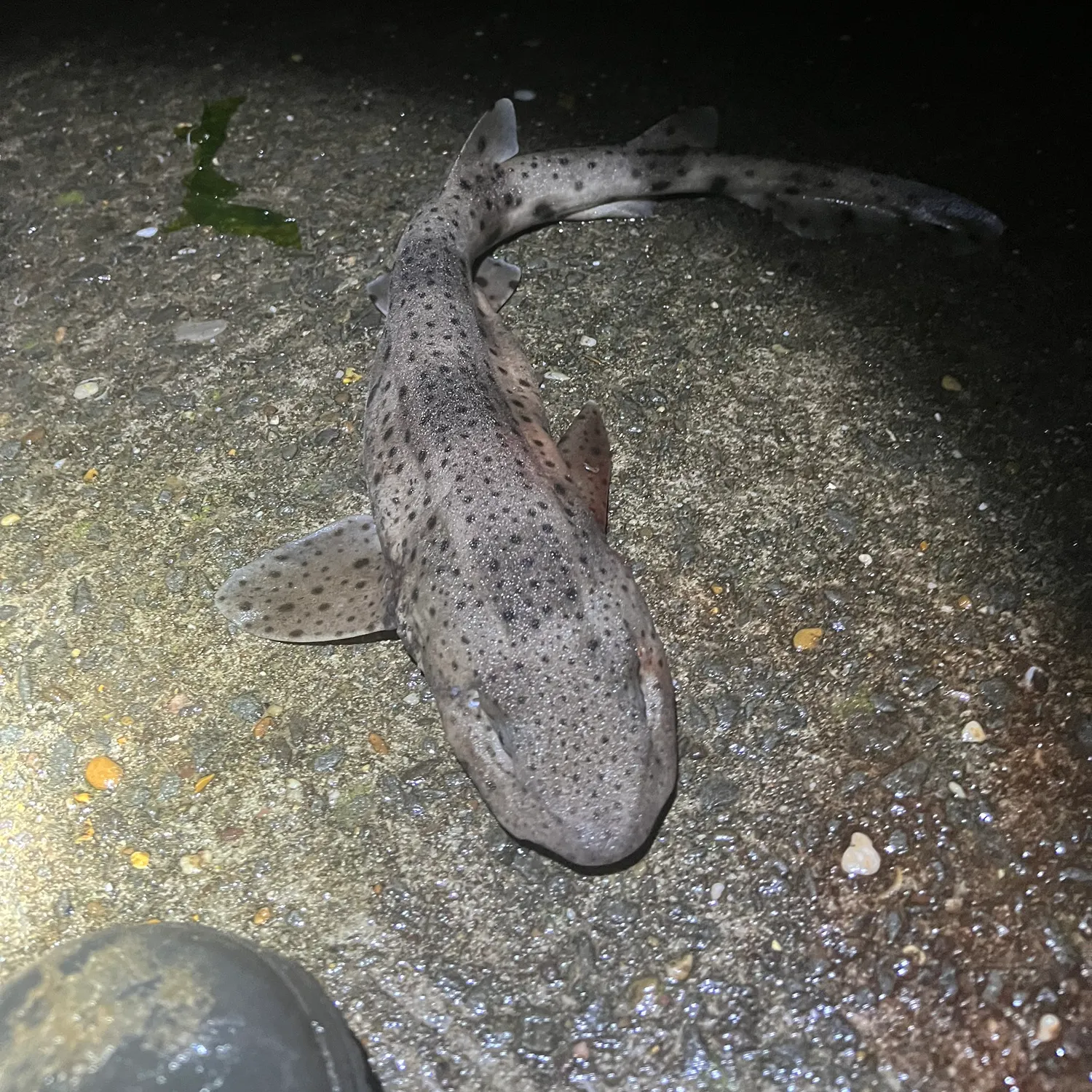 Nursehound caught on Fishbrain