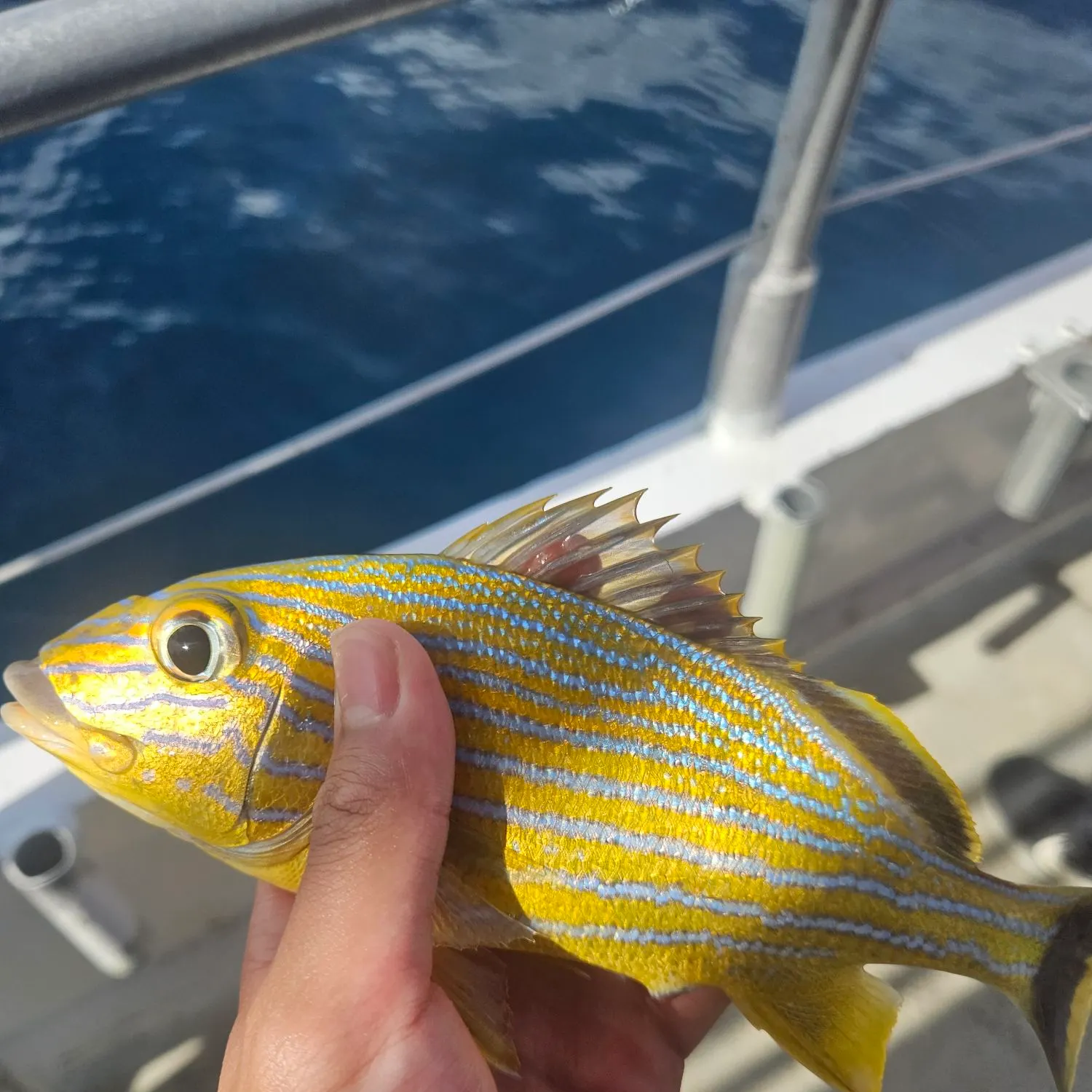 The most recent Yellow-lined grunter catches on Fishbrain