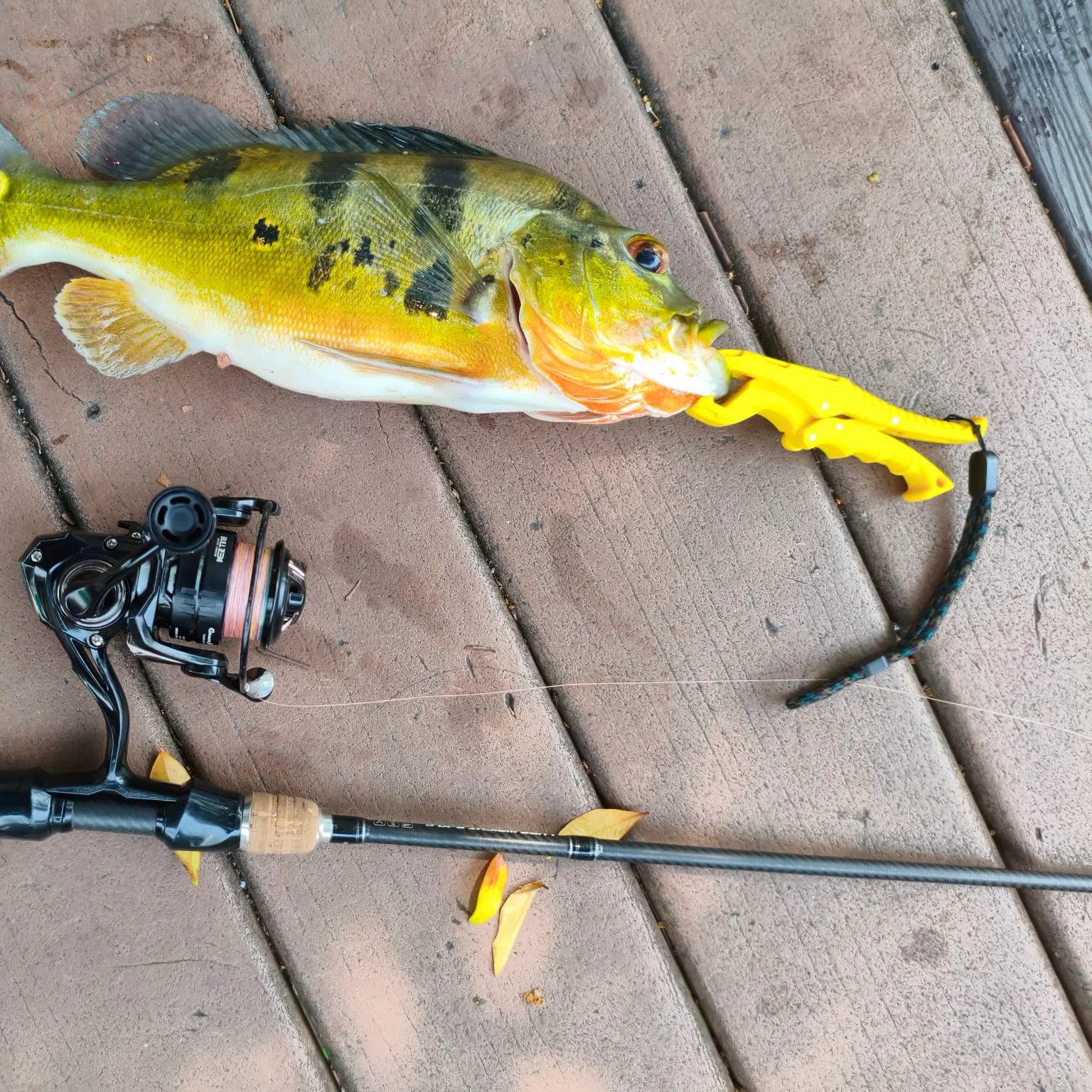 Butterfly peacock bass caught on Fishbrain
