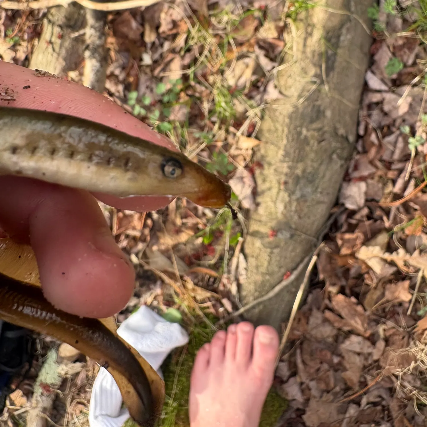 The most recent Sea lamprey catches on Fishbrain