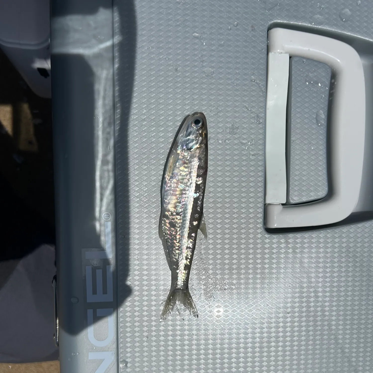 The most recent Northern anchovy catches on Fishbrain