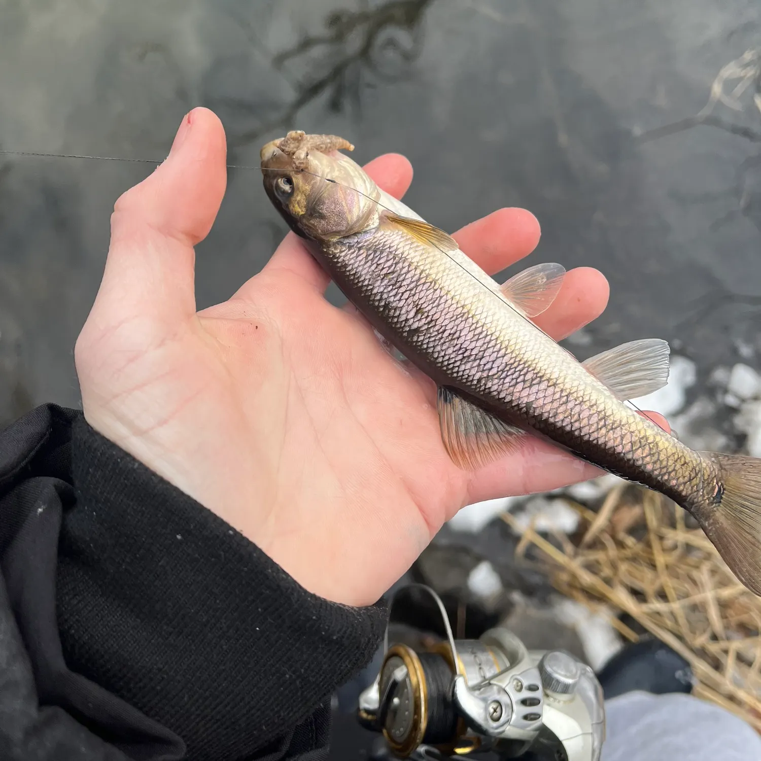 The most recent Creek chub catches on Fishbrain