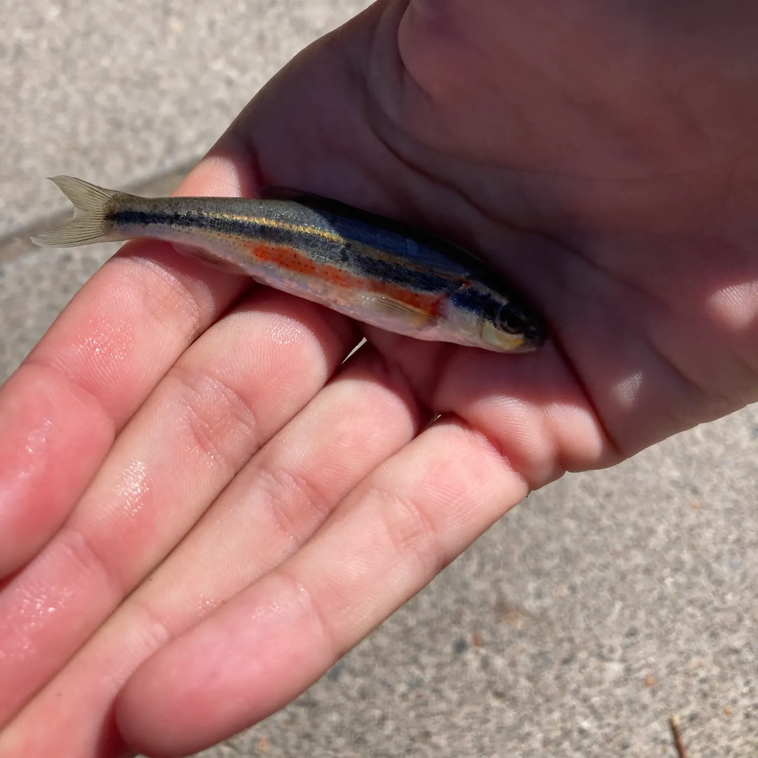 The most recent Redside shiner catches on Fishbrain