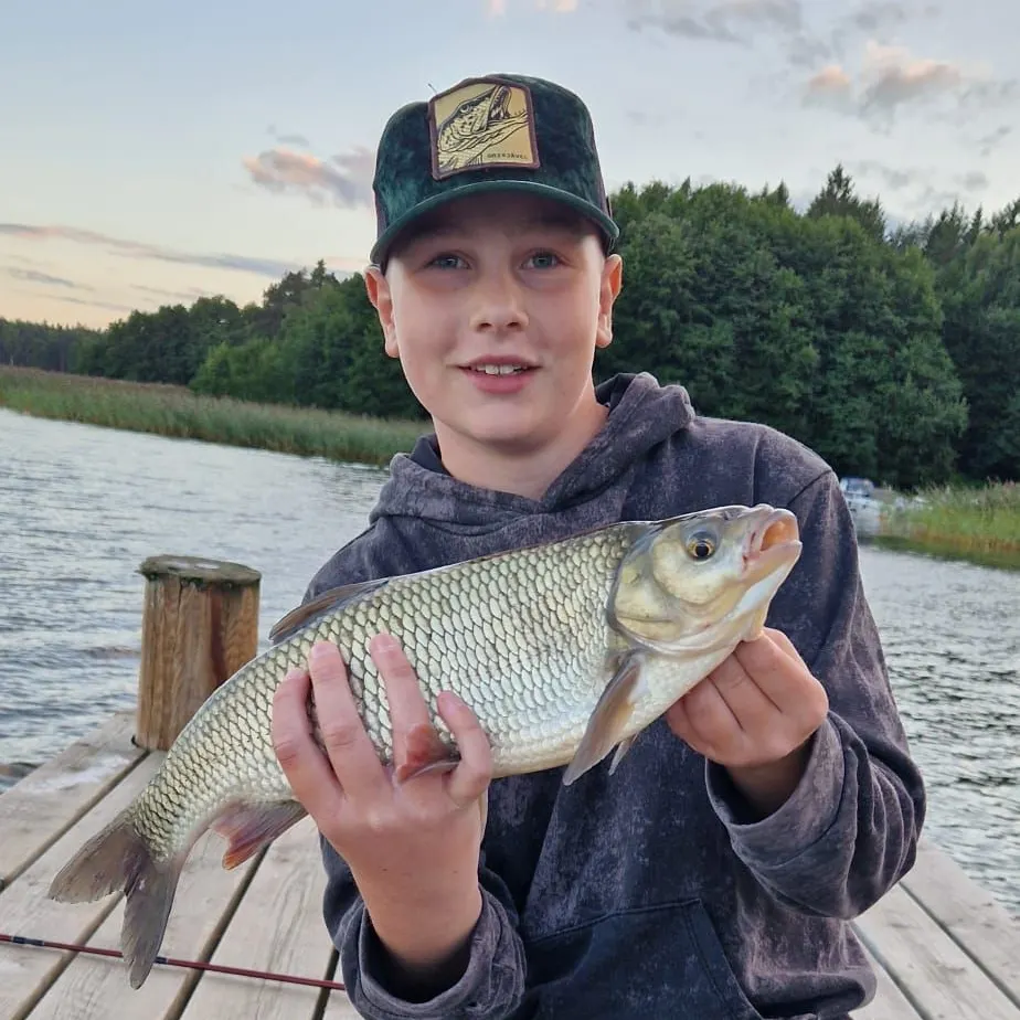 The most recent Ide catches on Fishbrain