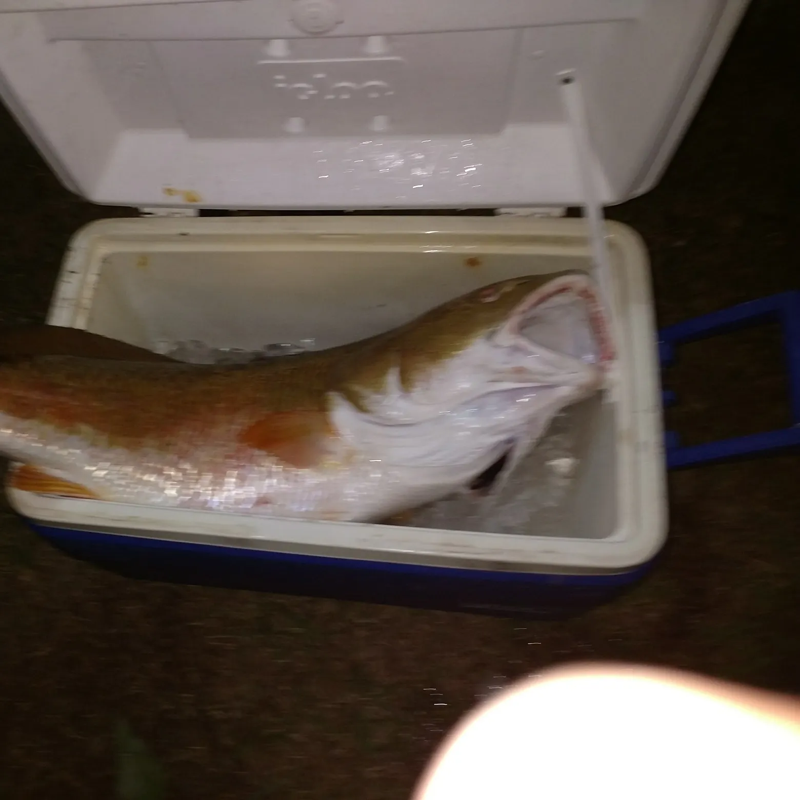 angler catch