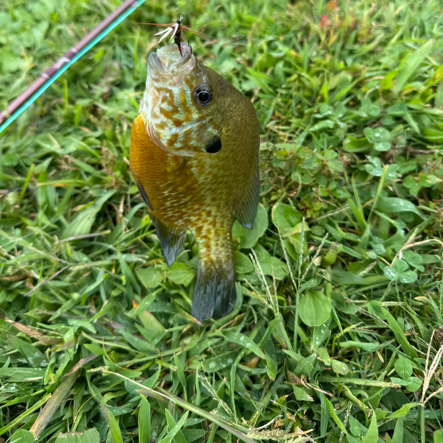 Pumpkinseed caught on Fishbrain