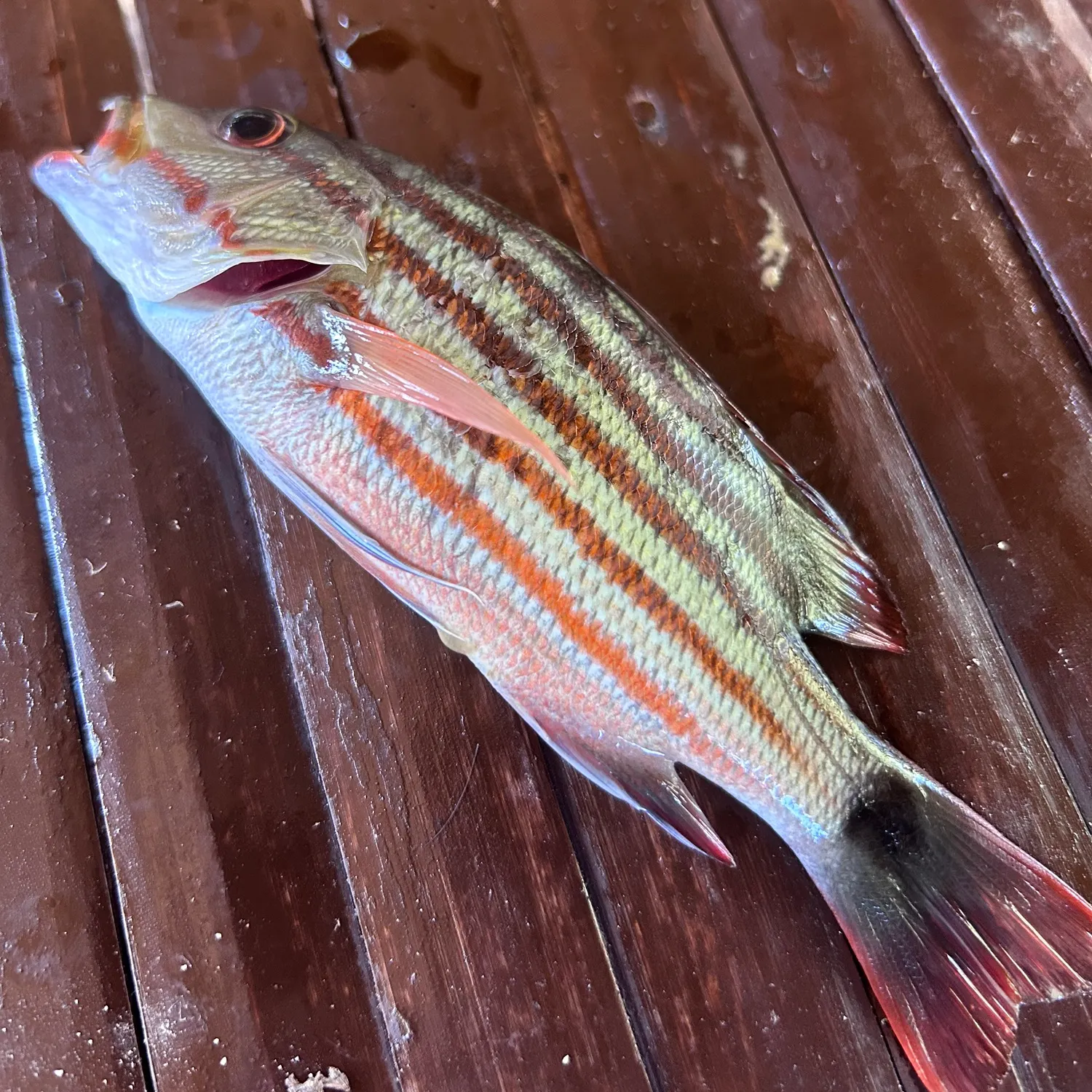 The most recent Checkered snapper catches on Fishbrain
