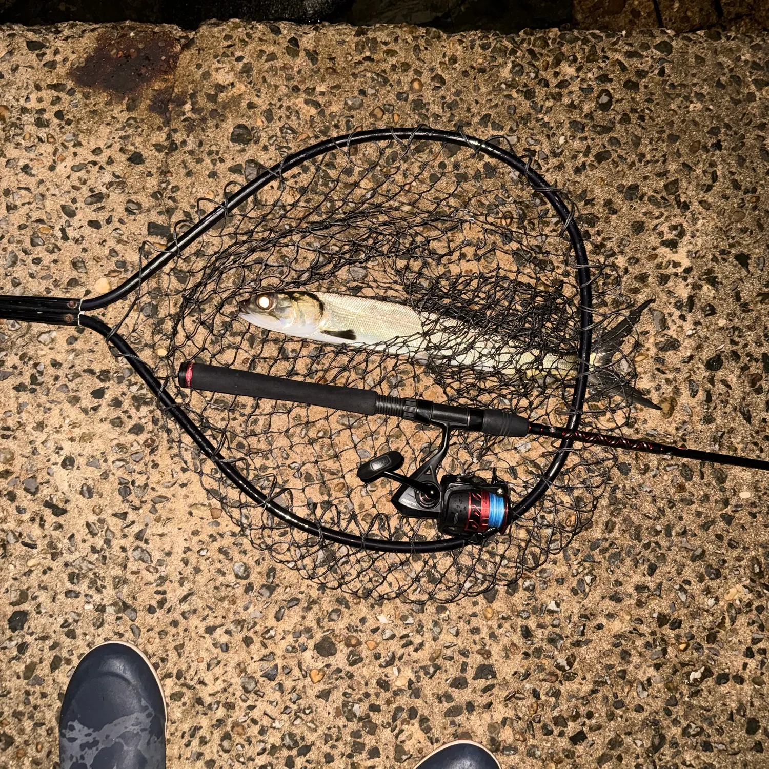 Ladyfish caught on Fishbrain