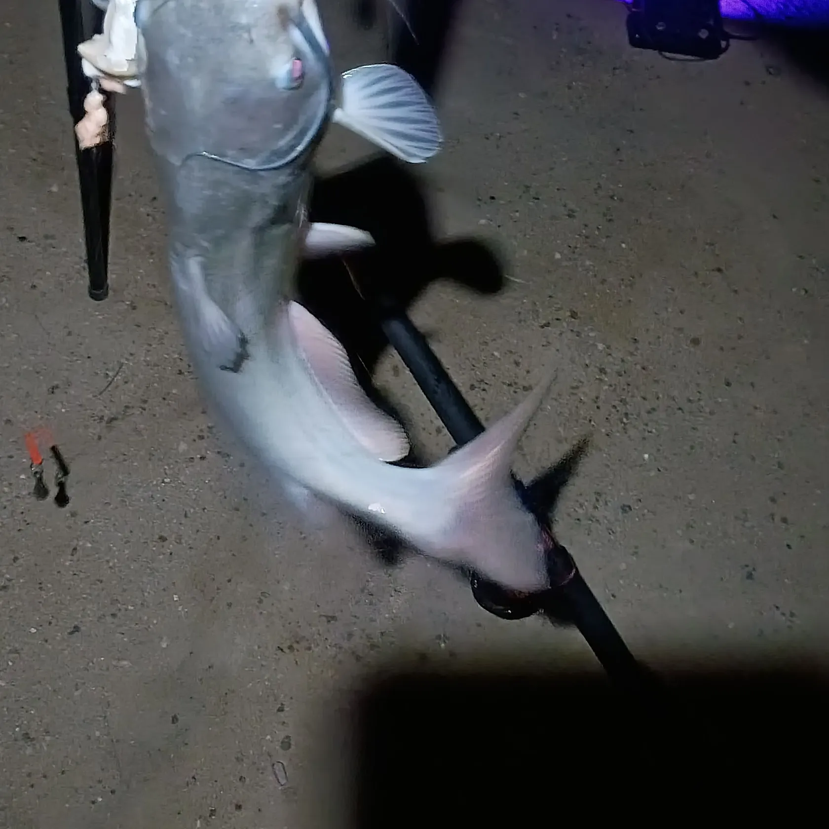 Channel catfish caught on Fishbrain