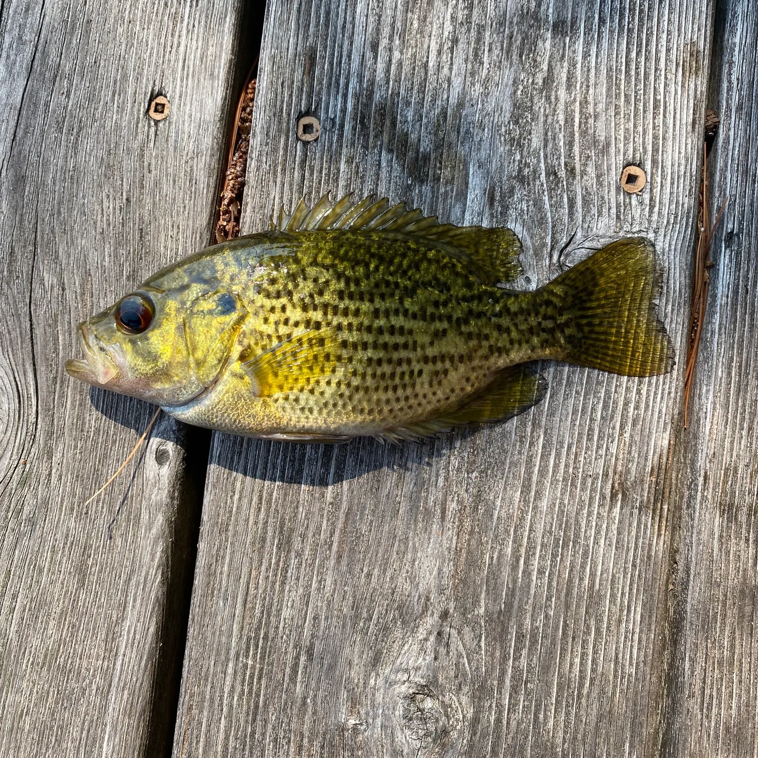 recently logged catches