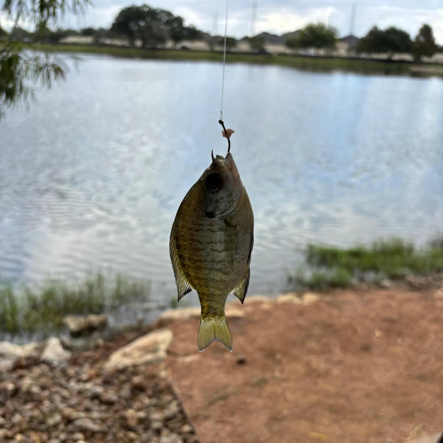 Bluegill caught on Fishbrain