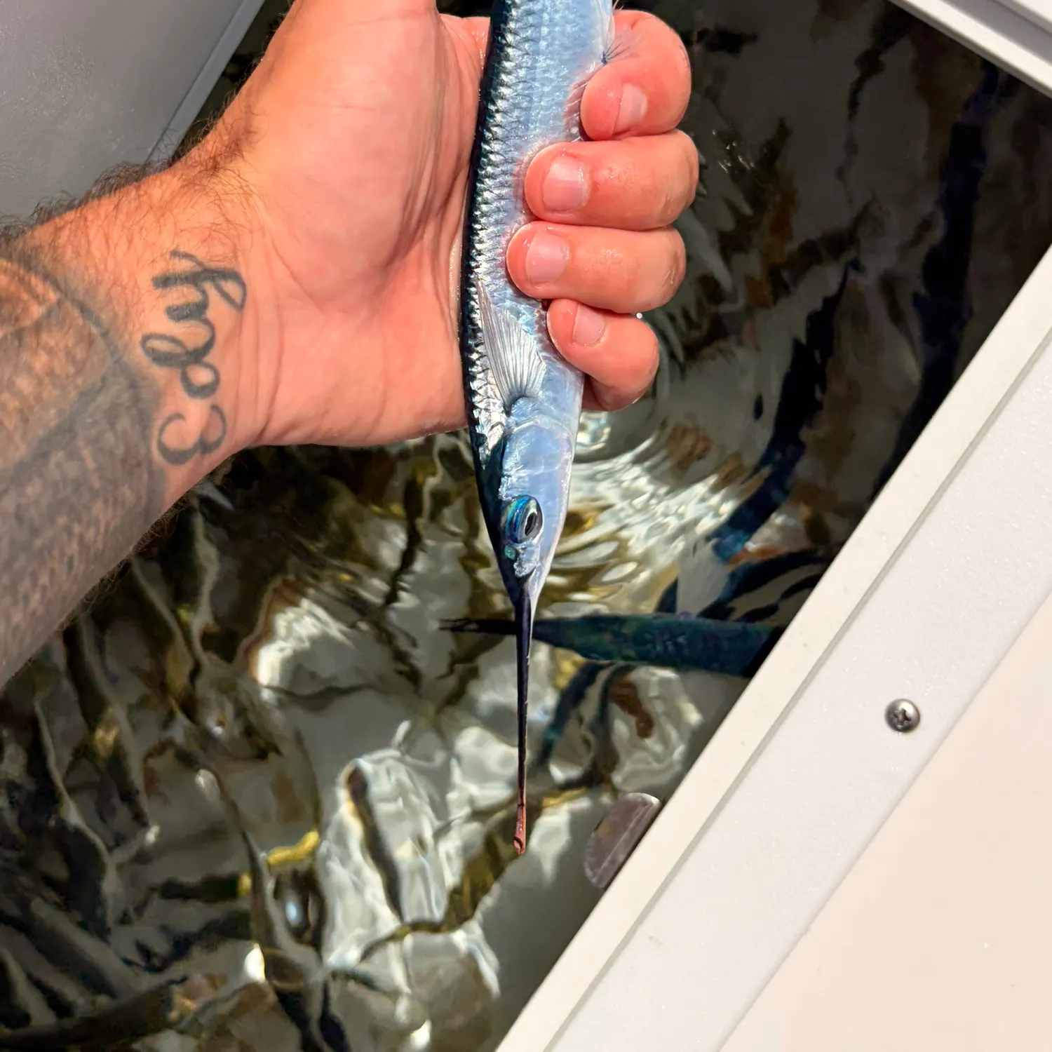 The most recent Ballyhoo halfbeak catches on Fishbrain