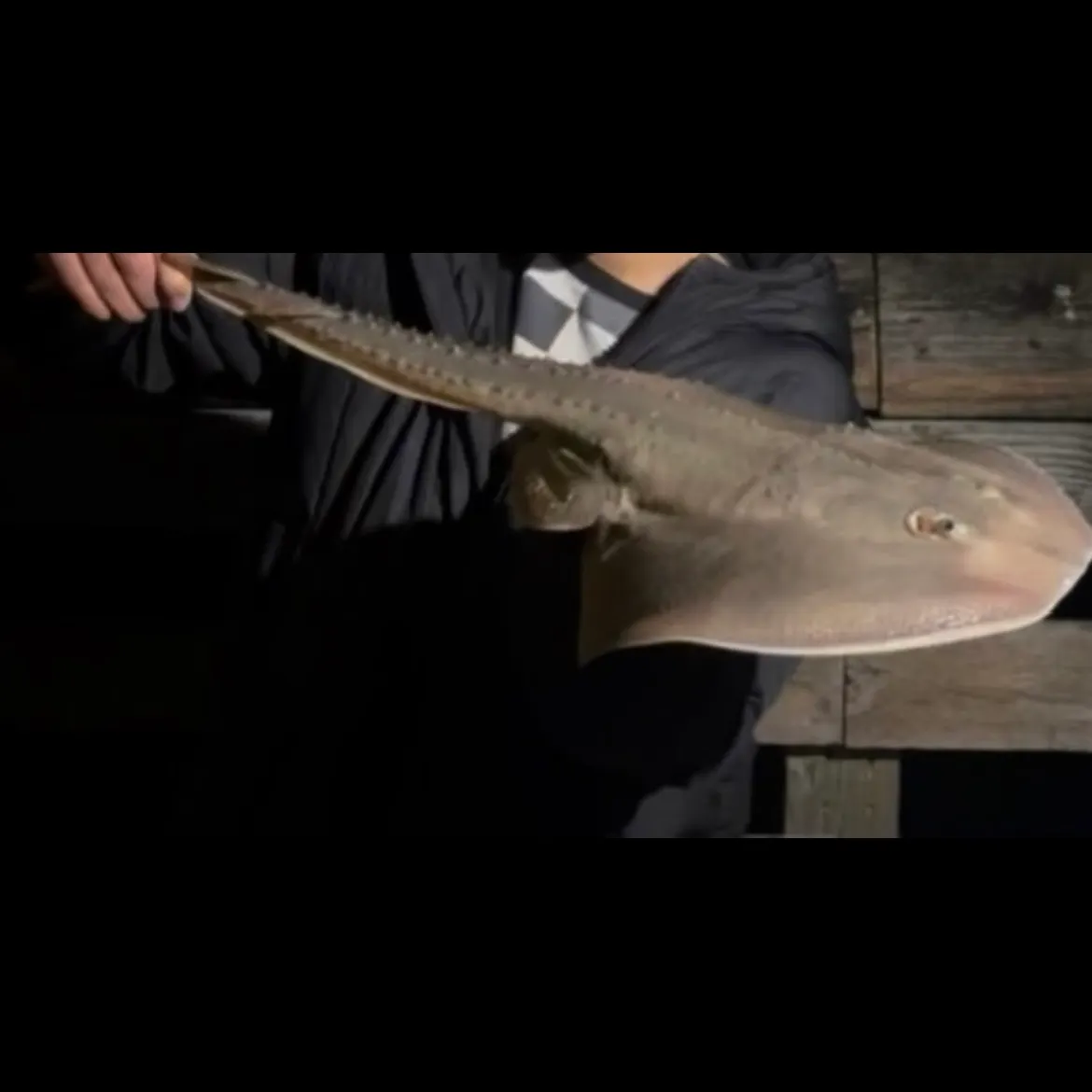 The most recent Thornback guitarfish catches on Fishbrain