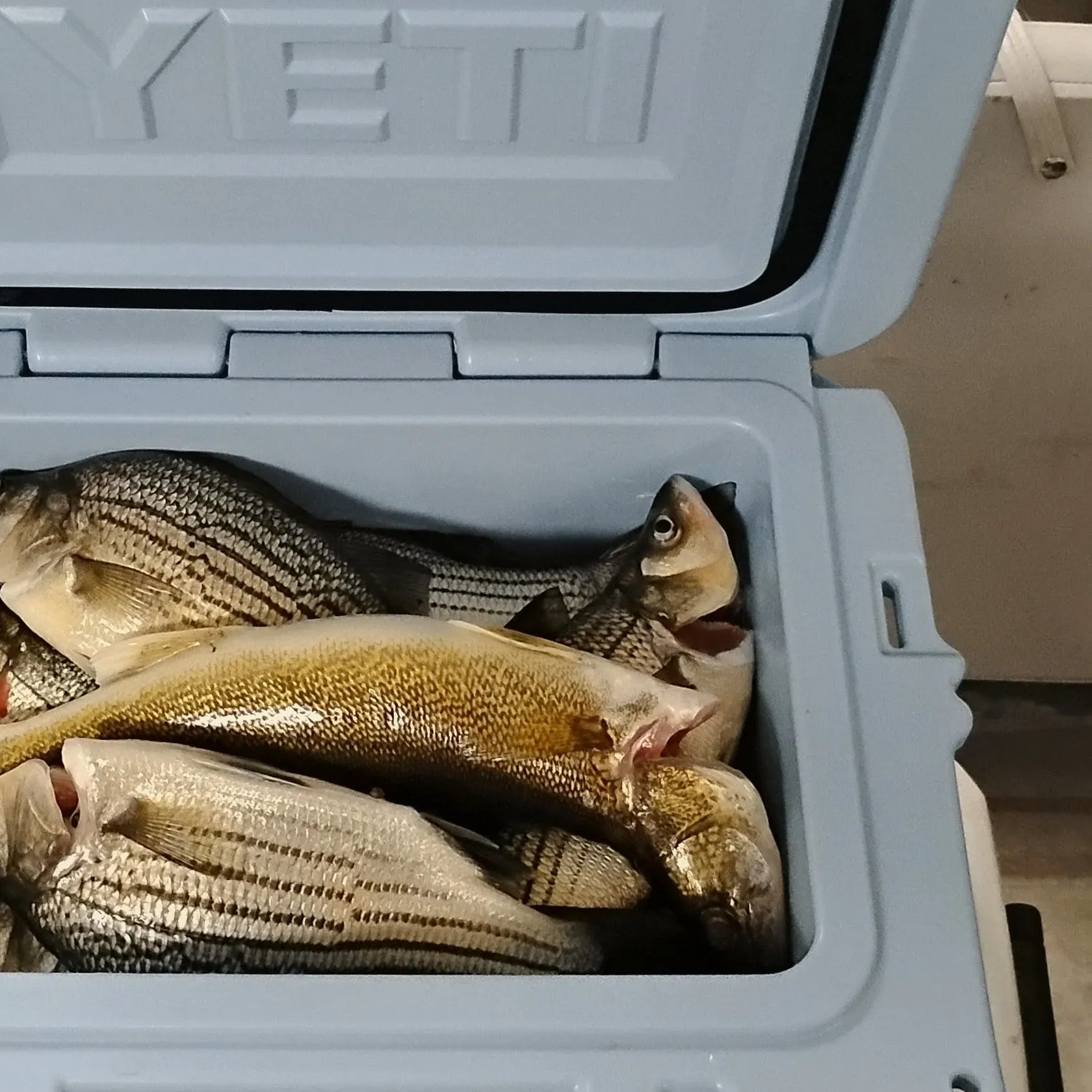Walleye caught on Fishbrain
