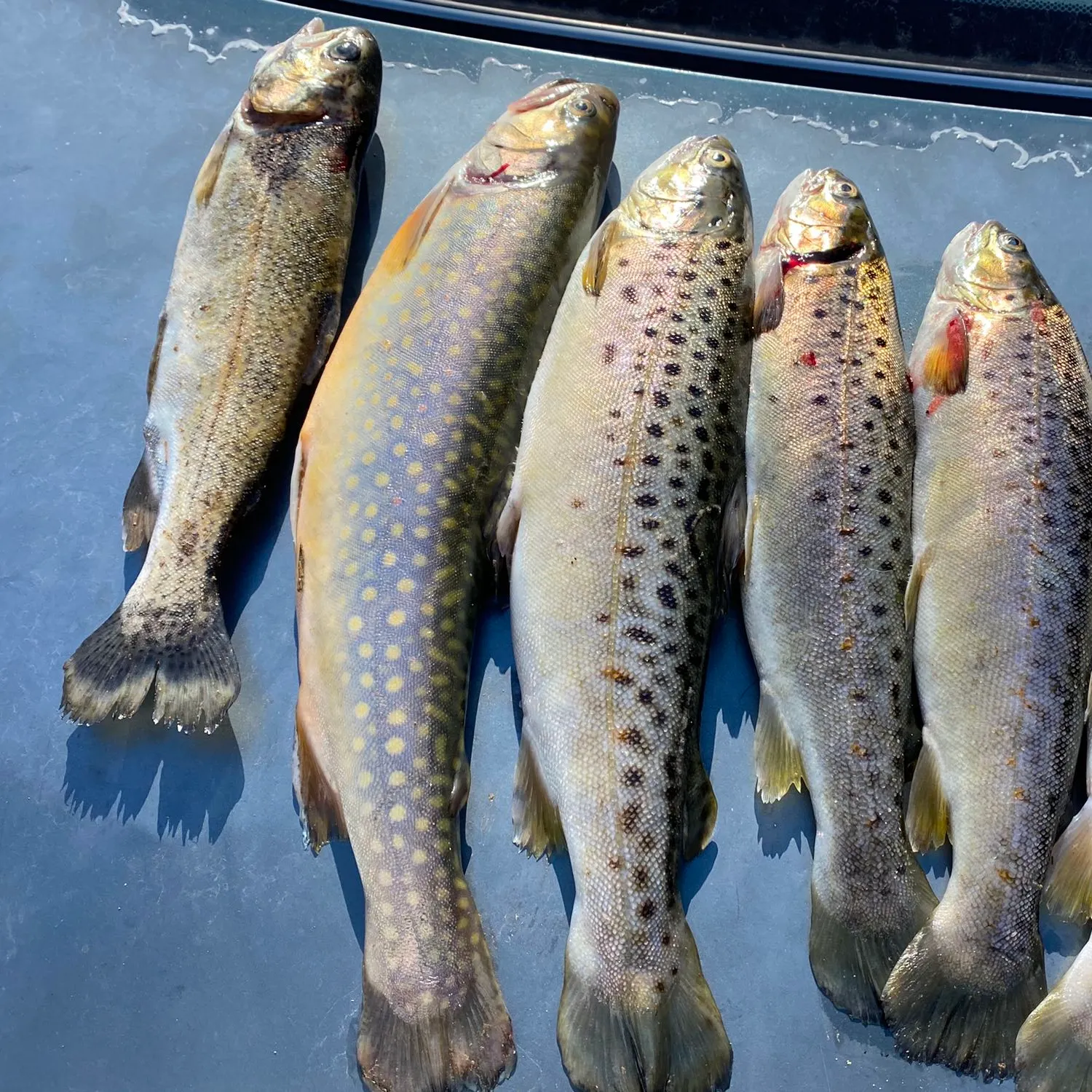 recently logged catches