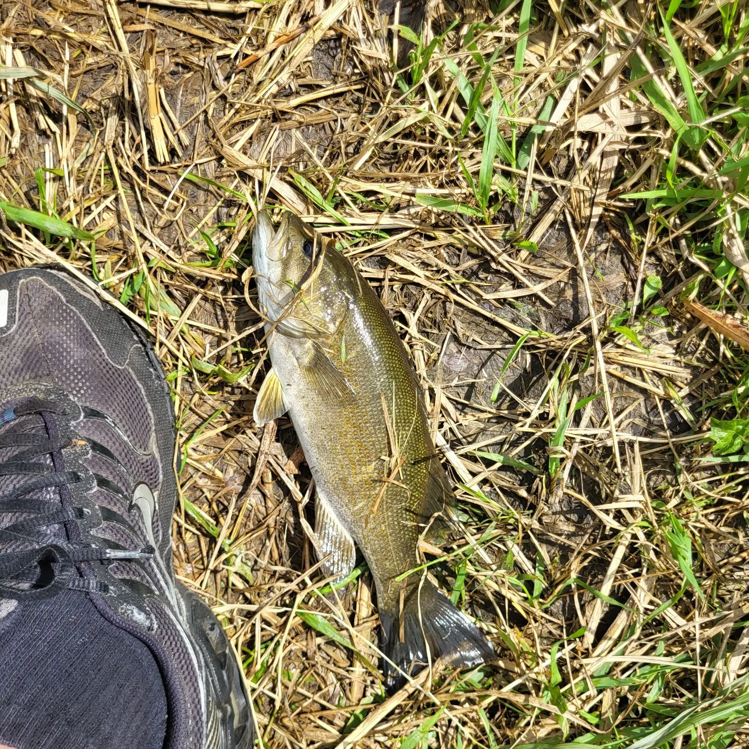 Smallmouth bass caught on Fishbrain