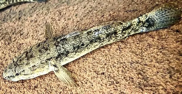 Sandwich Island sleeper