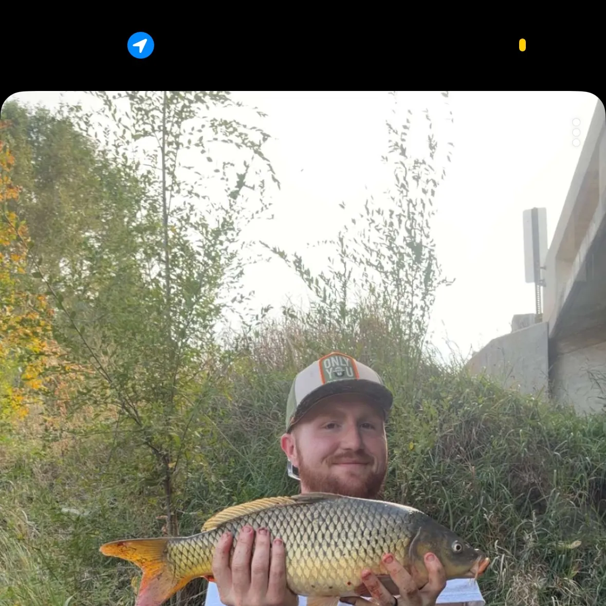 Common carp caught on Fishbrain