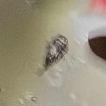 The most recent Spider-eye puffer catches on Fishbrain