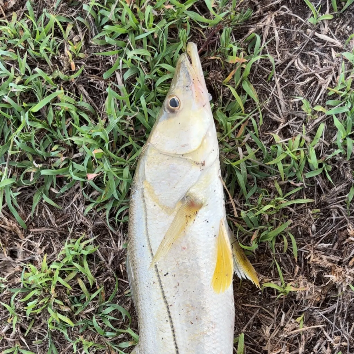 The most recent Fat snook catches on Fishbrain