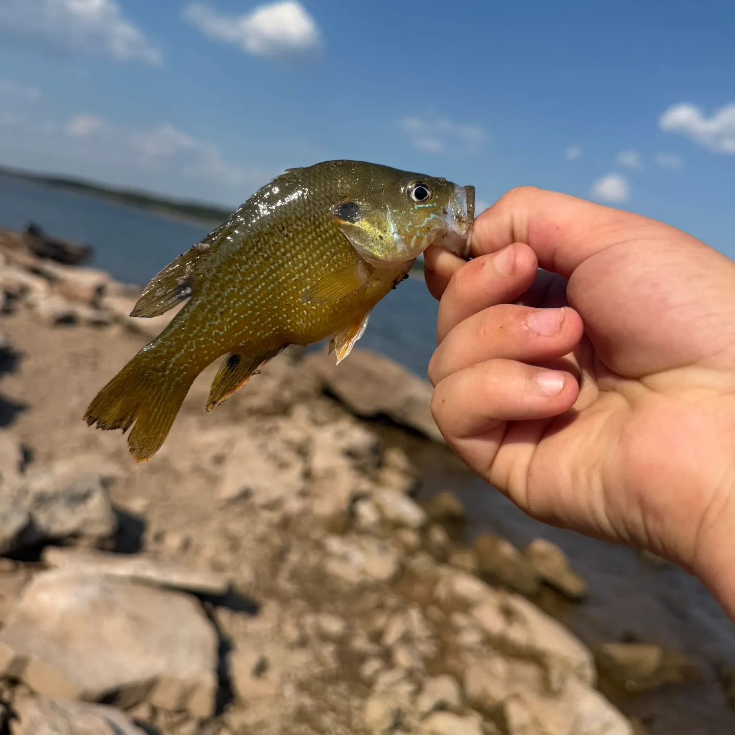Green sunfish caught on Fishbrain