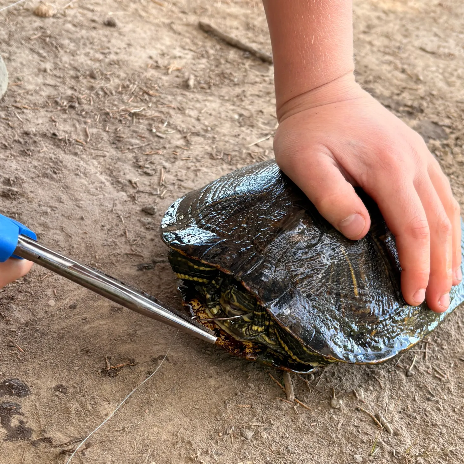 Fish caught on Fishbrain