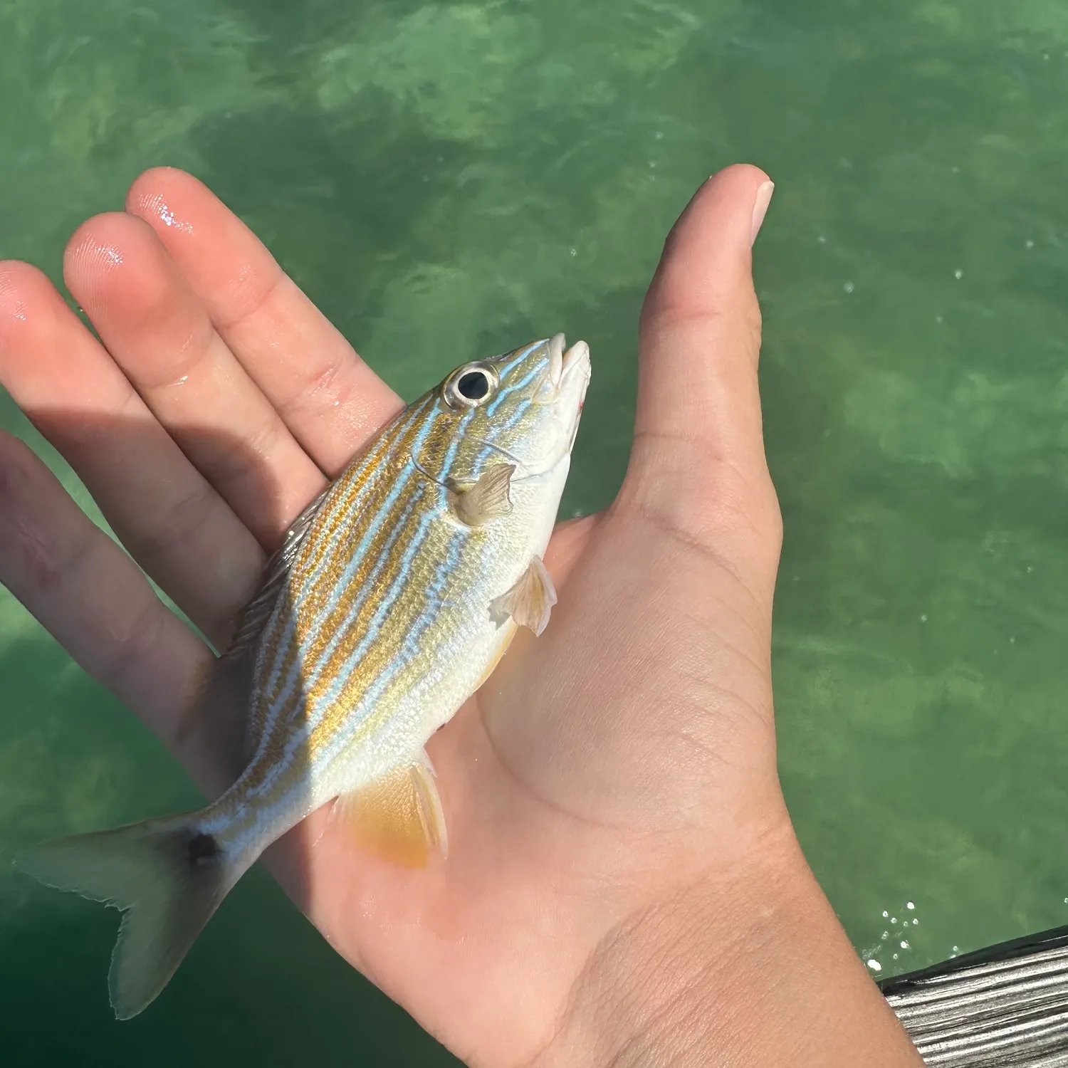 The most recent Cortez grunt catches on Fishbrain