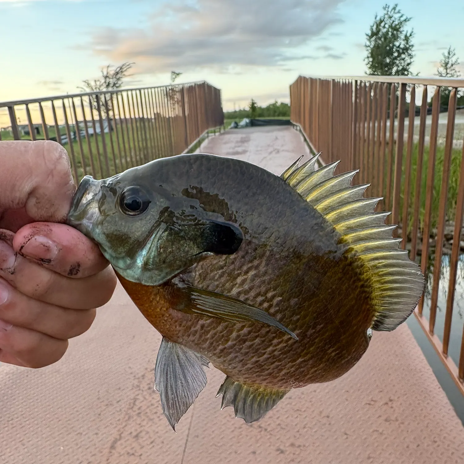 Bluegill caught on Fishbrain
