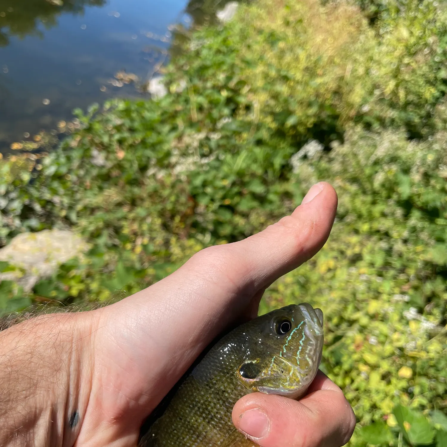 Green sunfish caught on Fishbrain