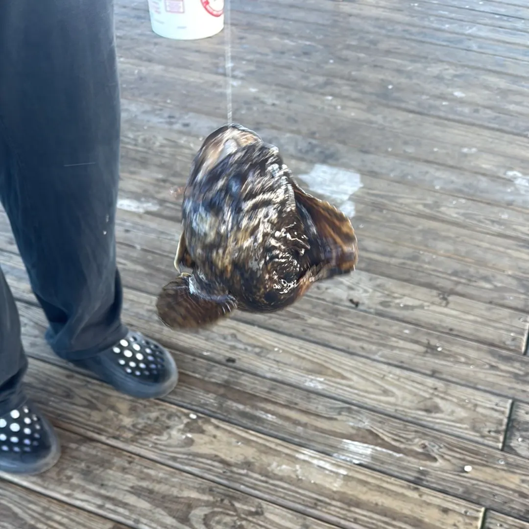 The most recent Gulf toadfish catches on Fishbrain