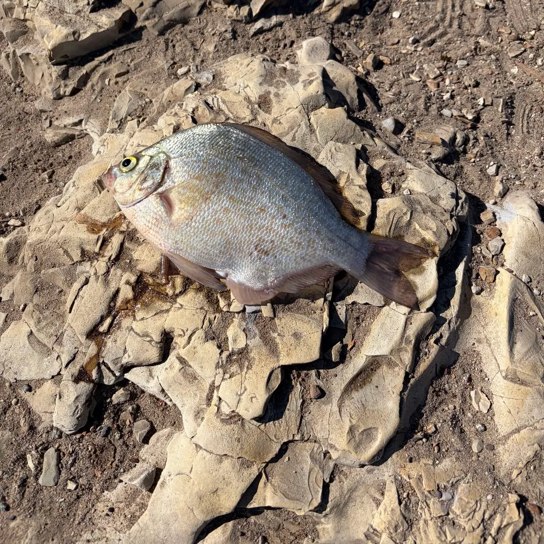 The most recent Calico surfperch catches on Fishbrain