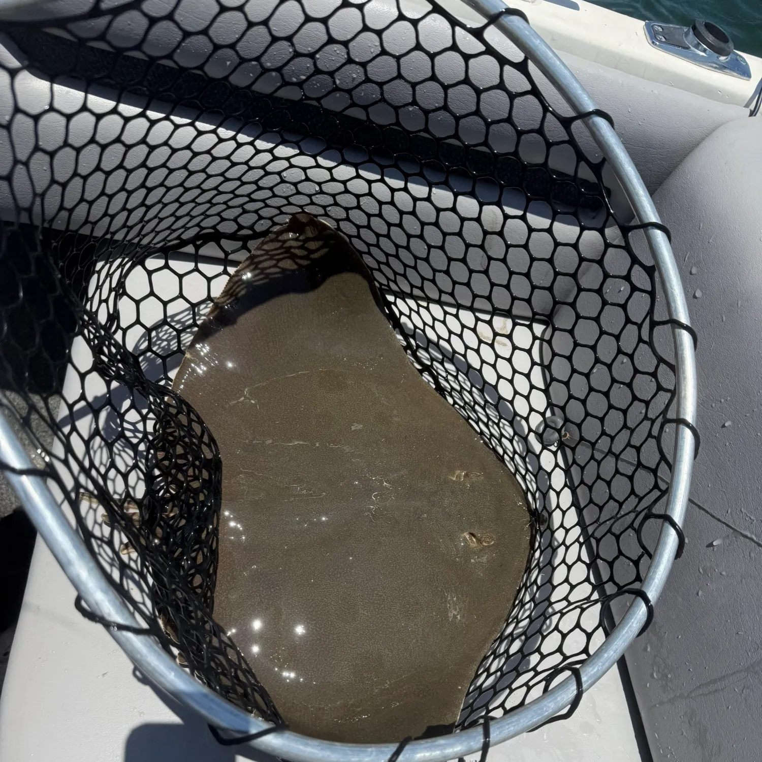 The most recent California butterfly ray catches on Fishbrain