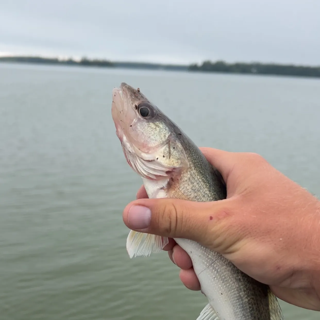 Walleye caught on Fishbrain