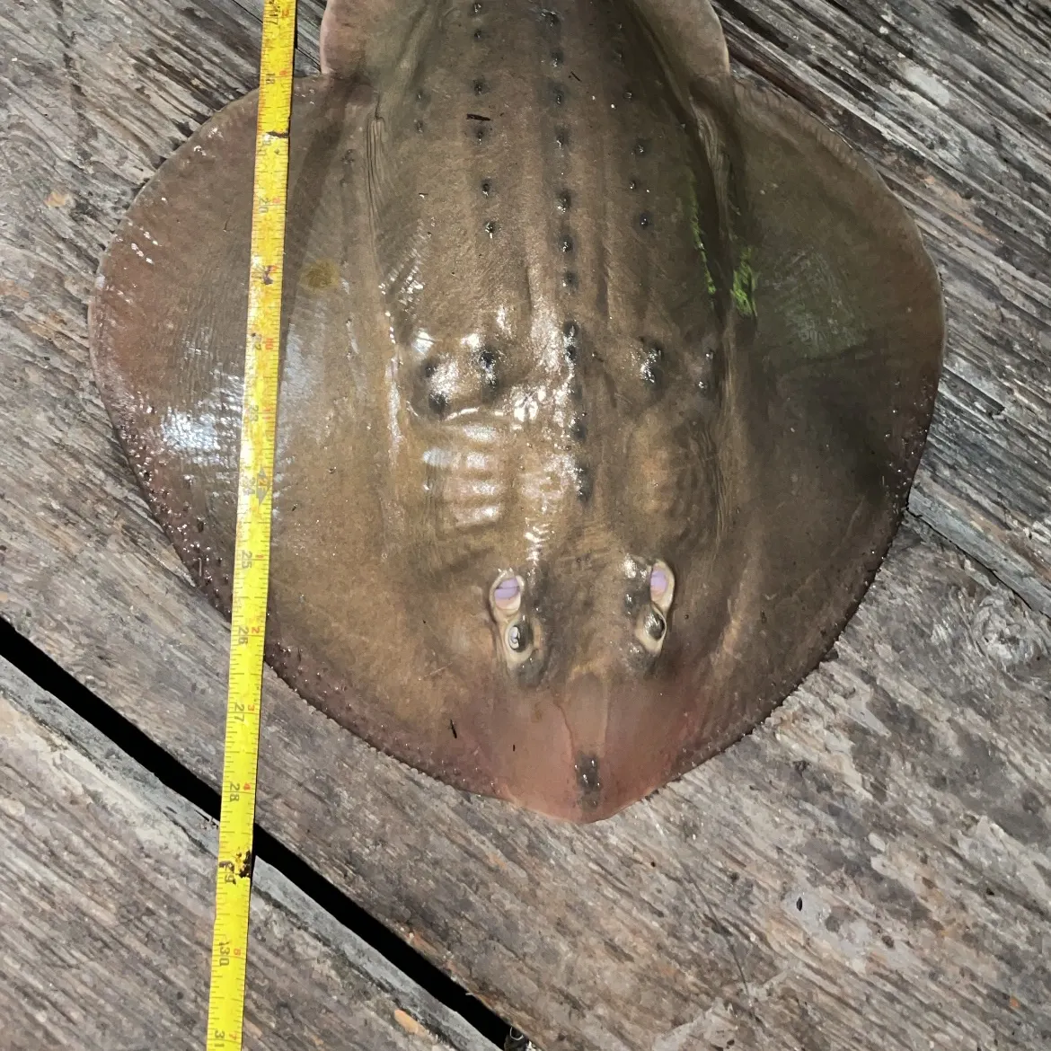 The most recent Thornback ray catches on Fishbrain