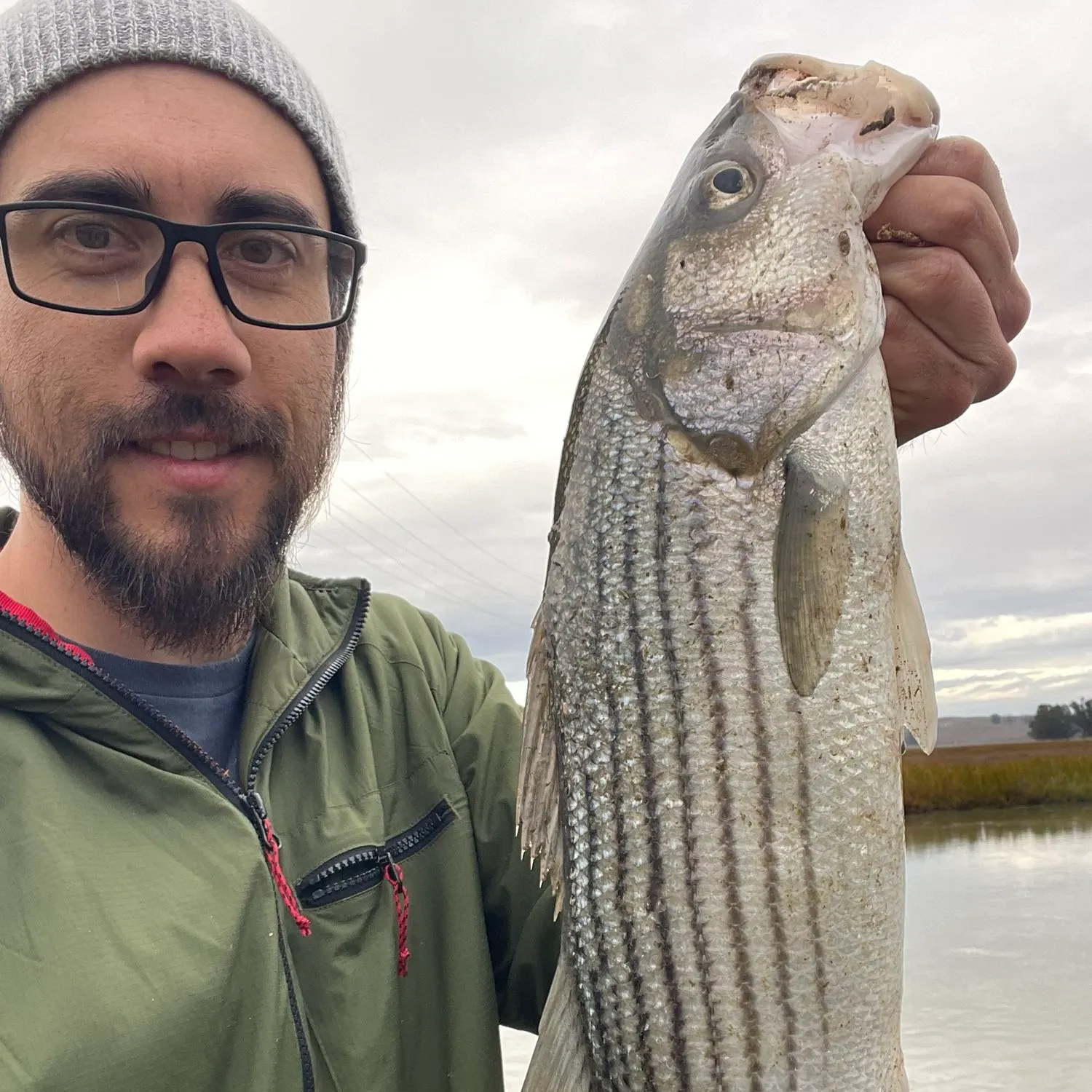 Striped bass caught on Fishbrain