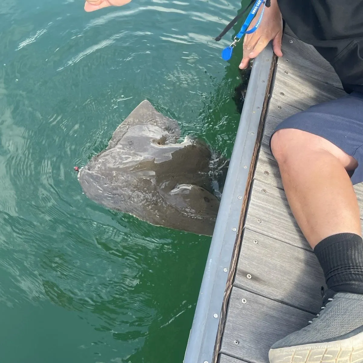 The most recent Common angelshark catches on Fishbrain