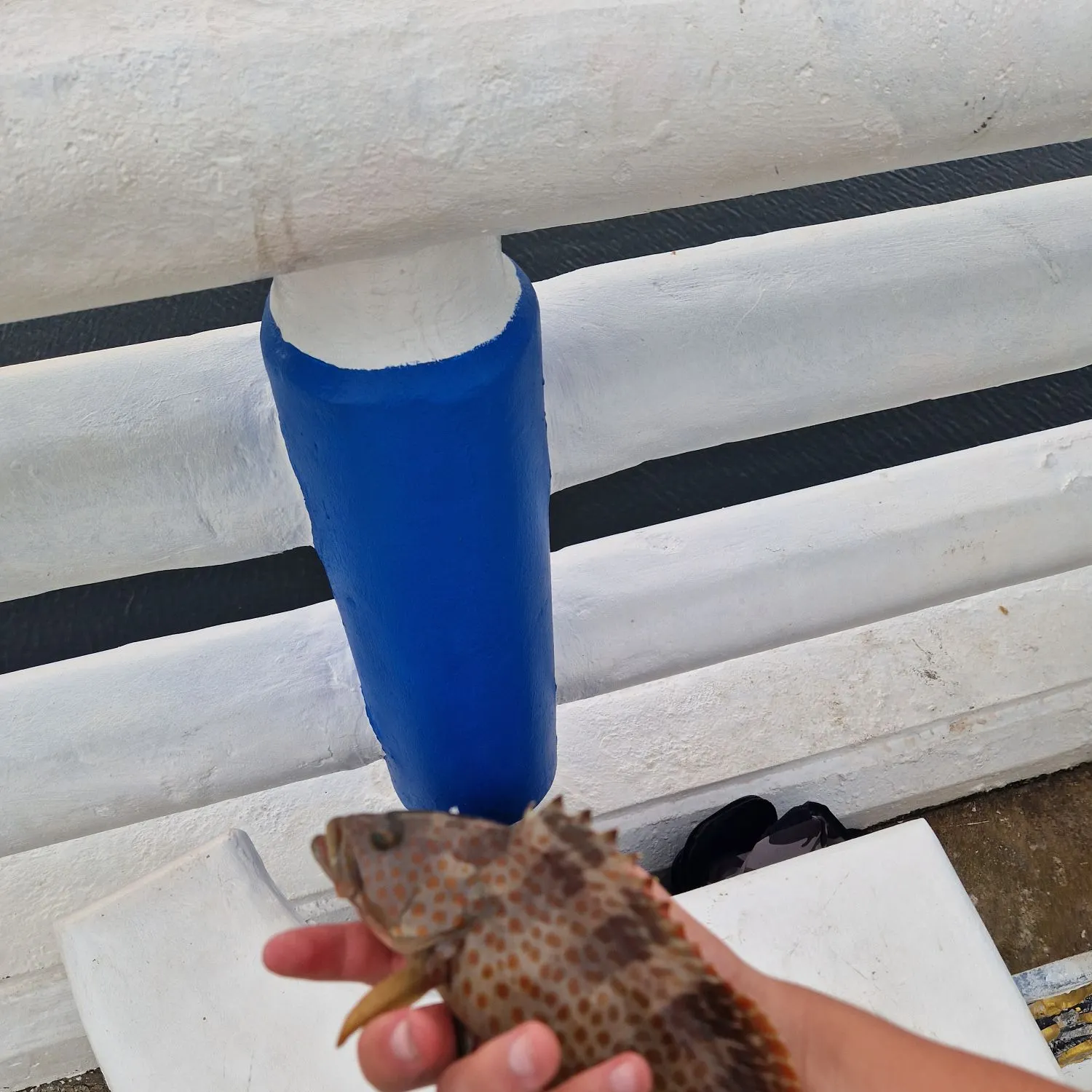 Areolate grouper caught on Fishbrain