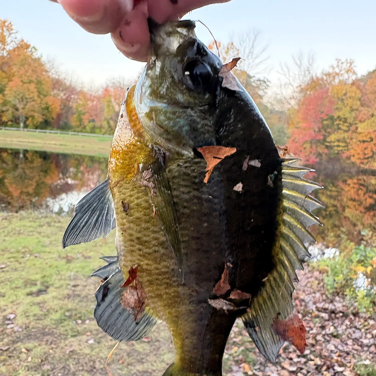 Bluegill caught on Fishbrain