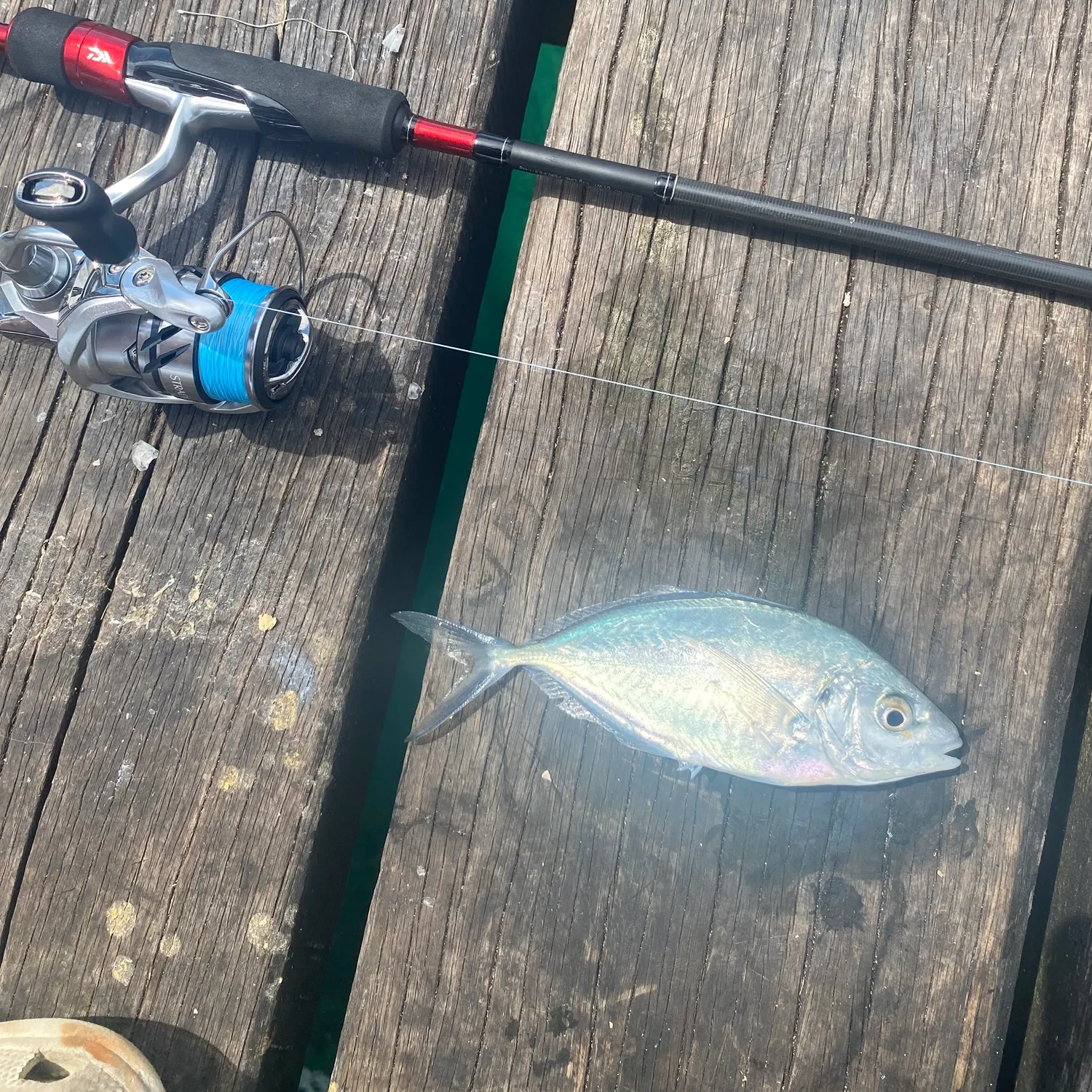 Silver trevally caught on Fishbrain